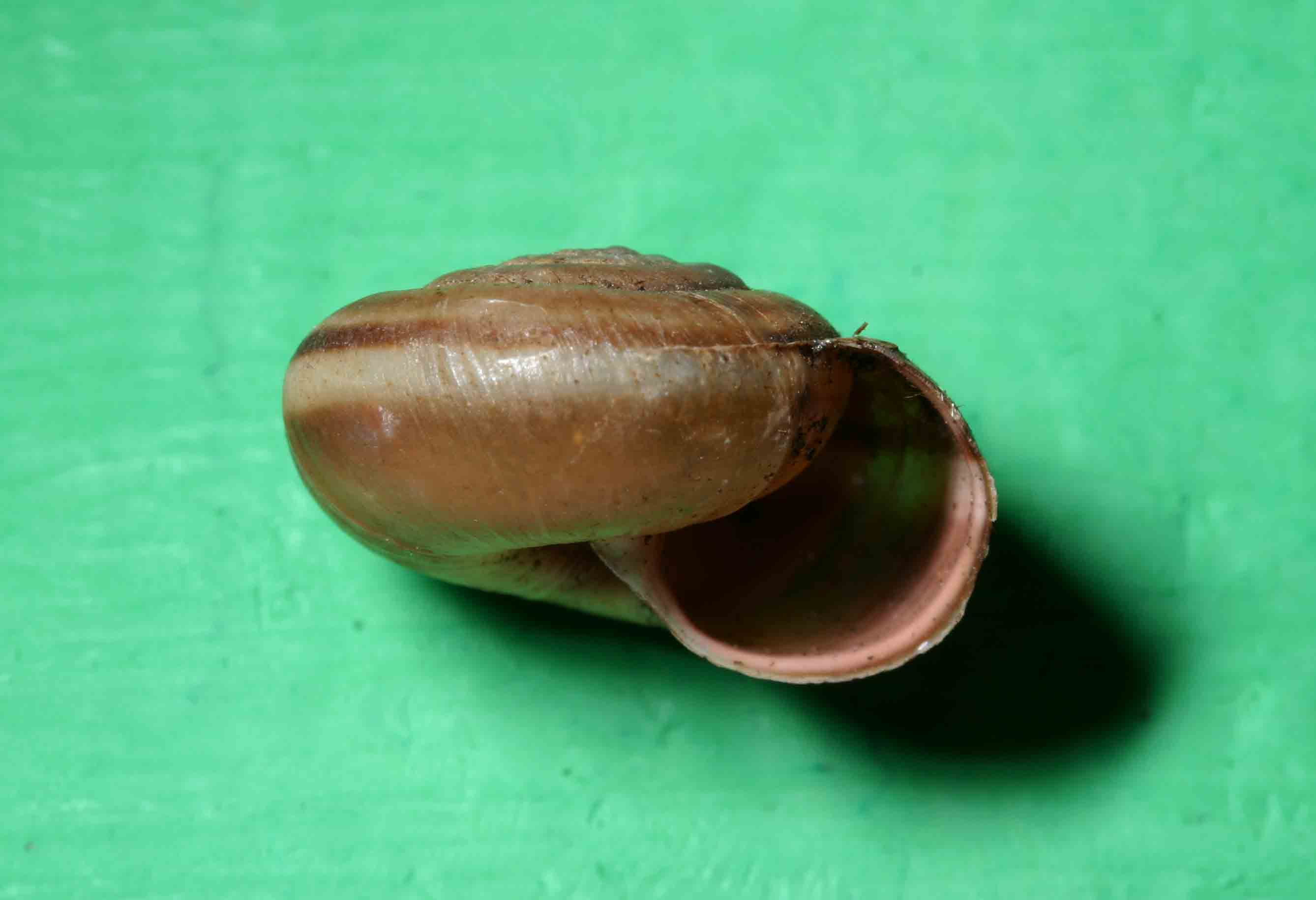 Chilostoma (Campylea) planospira (Lamarck, 1822)- Gran Sasso